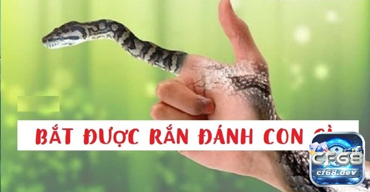Mơ thấy bắt rắn đánh số gì may mắn
