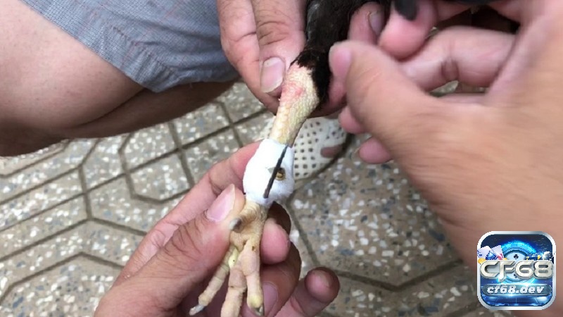Băng cựa gà không chỉ nâng cao hiệu suất mà còn bảo vệ chiến kê, đảm bảo công bằng trong thi đấu.
