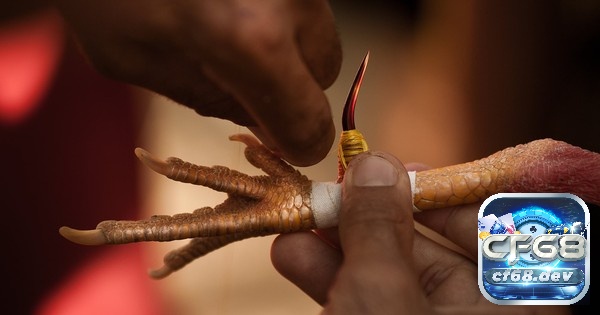 Đầy đủ dụng cụ đảm bảo quá trình băng cựa diễn ra thuận lợi và an toàn cho gà.