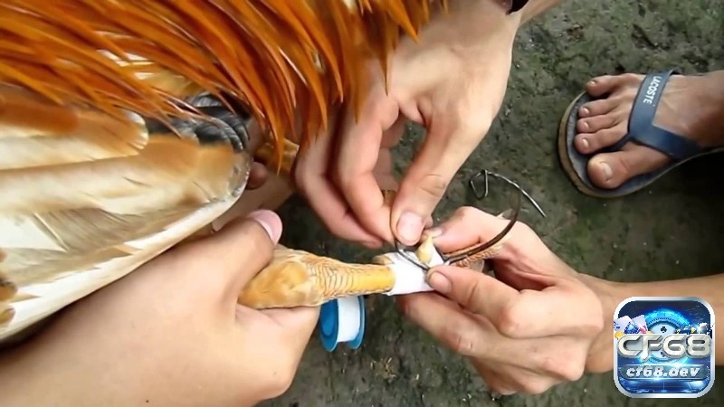 Cách băng cựa gà: Hướng dẫn chi tiết và đúng kỹ thuật nhất