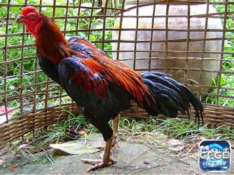 Lựa chọn giống gà chọi chất lượng là bước đầu tiên và quan trọng nhất để sở hữu một chiến kê mạnh mẽ.