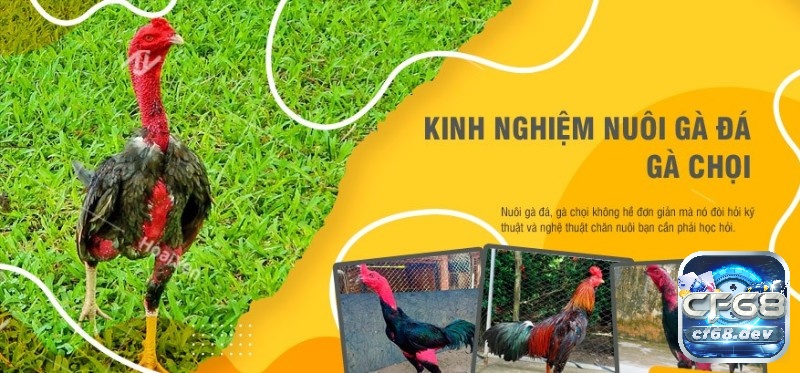Khám phá kinh nghiệm nuôi gà chọi cùng Cf68 ngay nhé!