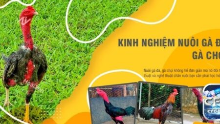 Kinh nghiệm nuôi gà chọi chi tiết từ A-Z cho người chơi mới