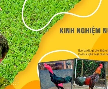 Kinh nghiệm nuôi gà chọi chi tiết từ A-Z cho người chơi mới
