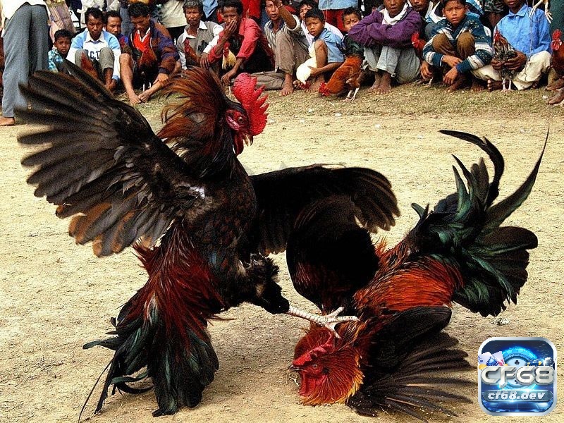 Luật chọi gà miền Bắc