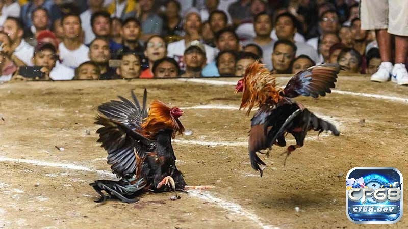 Tìm hiểu thông tin về chọi gà