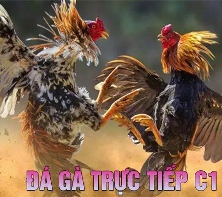 Đá gà C1 là gì? Mẹo chơi đá gà chọi C1 bất bại cho người mới